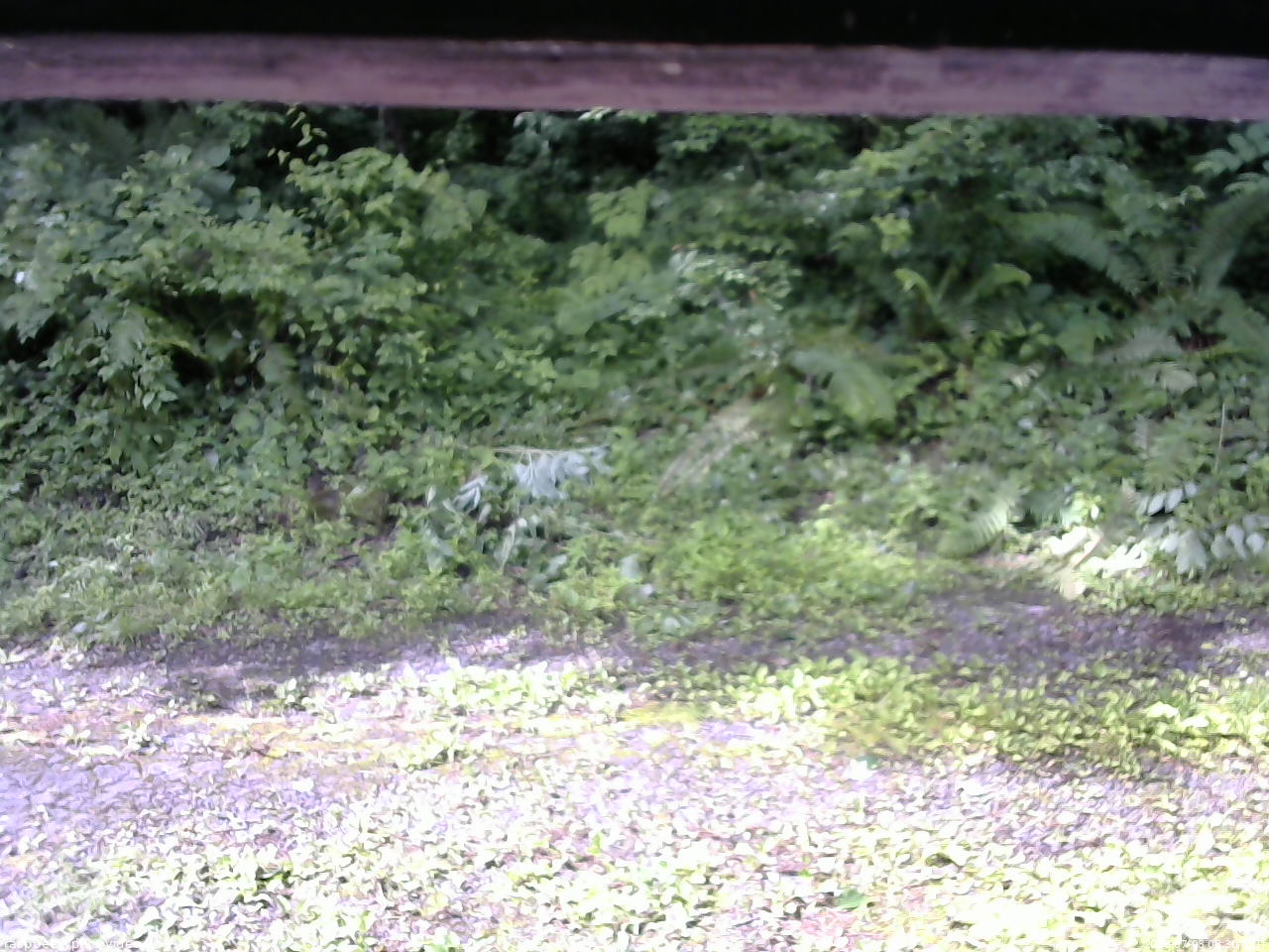 長野県菅平高原 ゆたか山荘 東側(坂下) 2026/07/03 08:30