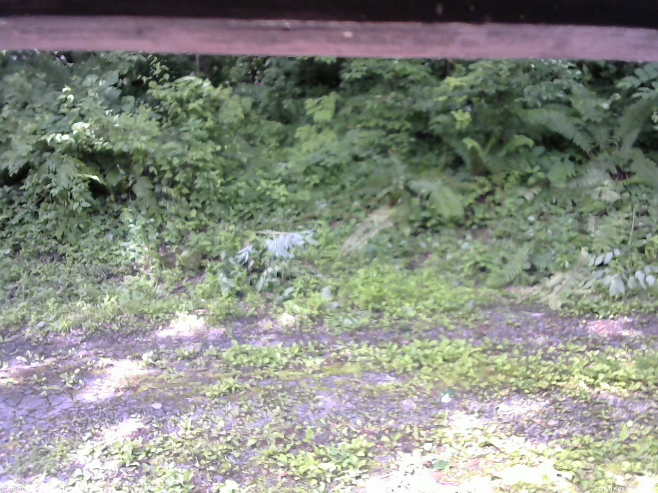長野県菅平高原 ゆたか山荘 東側(坂下) 2026/07/03 09:30