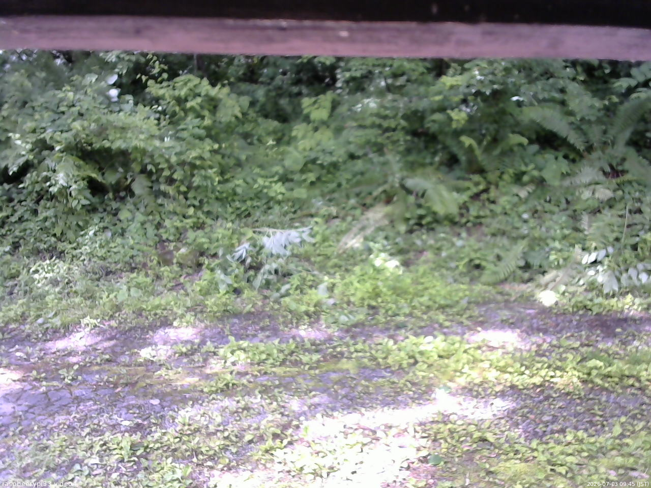 長野県菅平高原 ゆたか山荘 東側(坂下) 2026/07/03 09:45