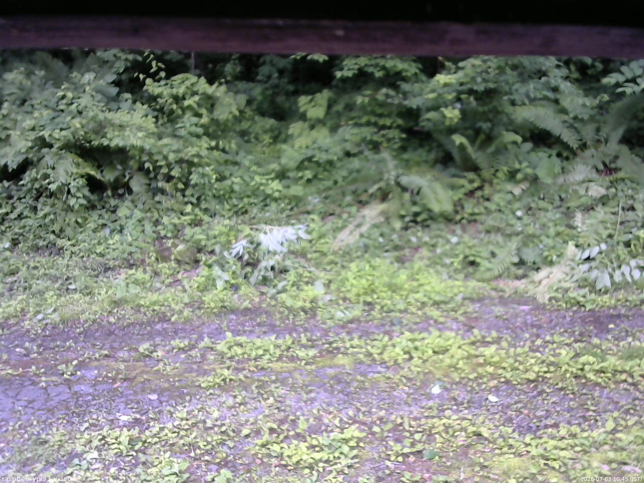 長野県菅平高原 ゆたか山荘 東側(坂下) 2026/07/03 10:45