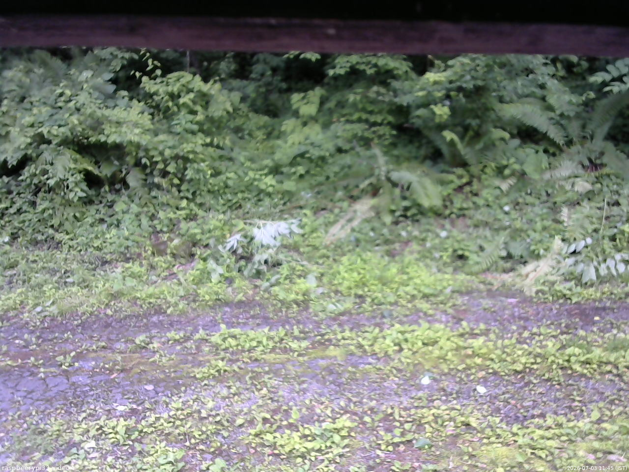 長野県菅平高原 ゆたか山荘 東側(坂下) 2026/07/03 11:45