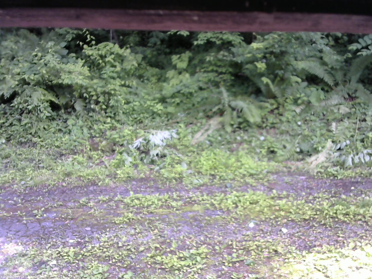 長野県菅平高原 ゆたか山荘 東側(坂下) 2026/07/03 14:00