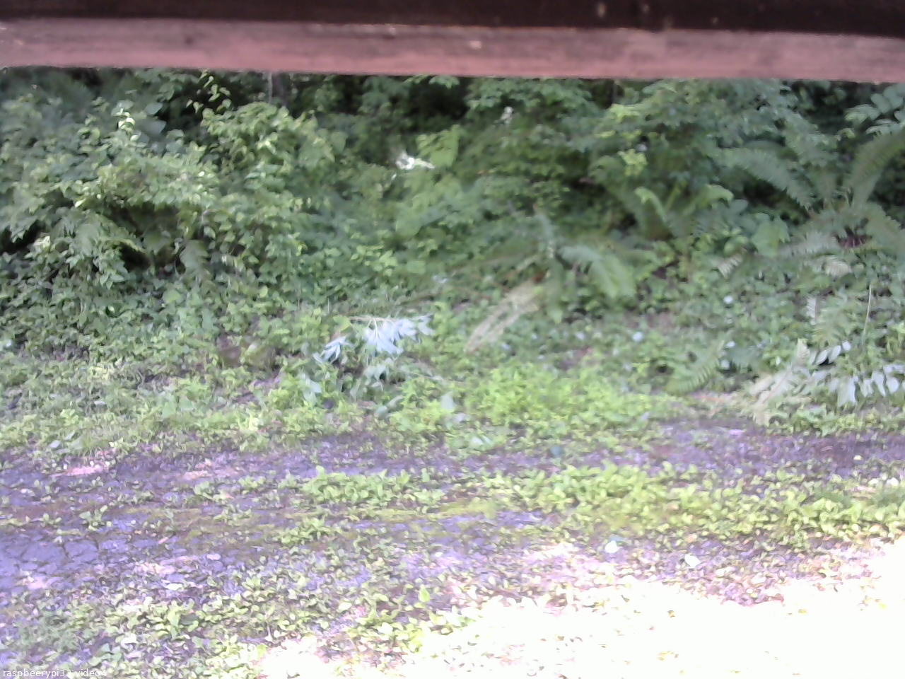 長野県菅平高原 ゆたか山荘 東側(坂下) 2026/07/03 14:15