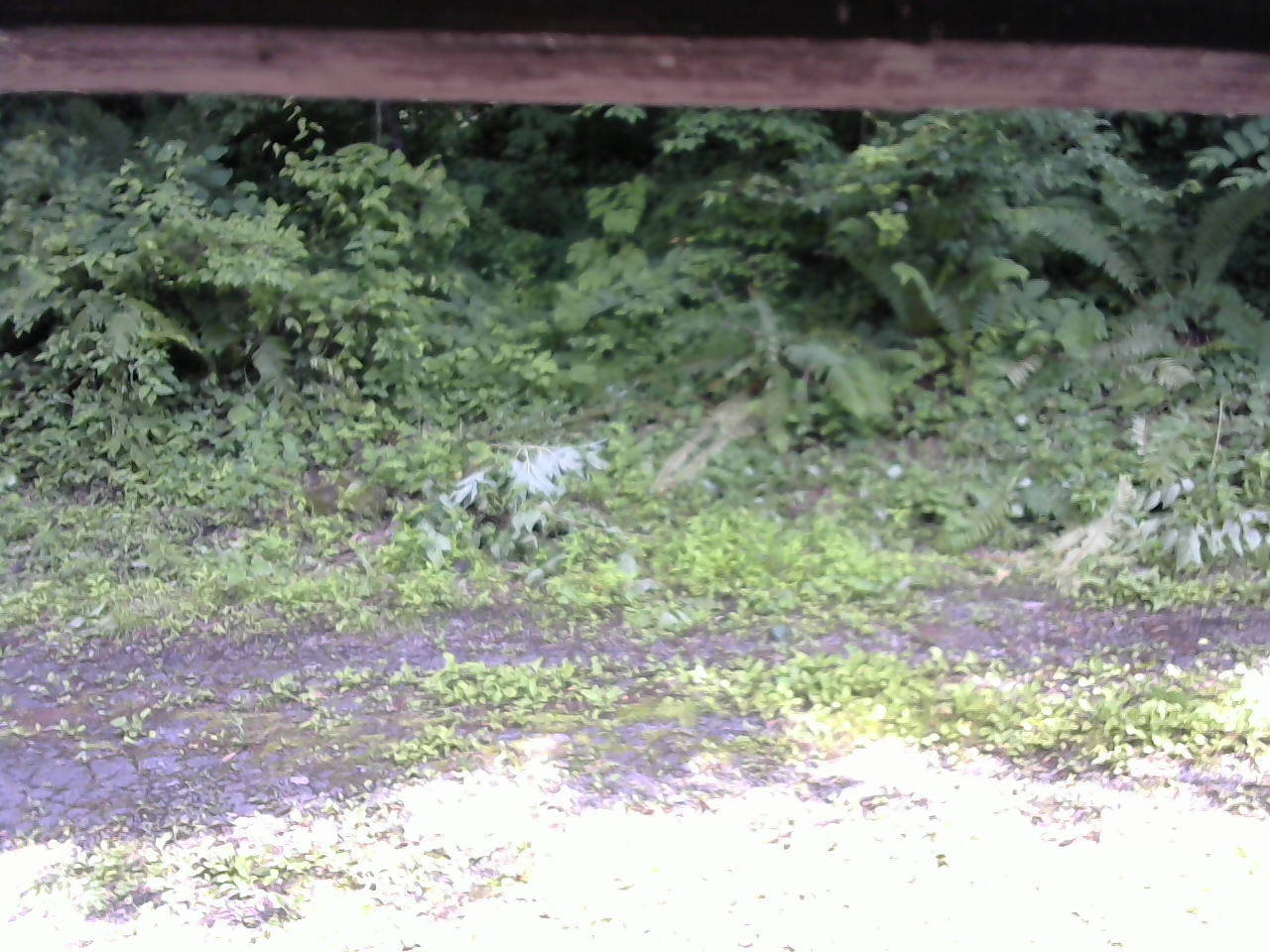 長野県菅平高原 ゆたか山荘 東側(坂下) 2026/07/03 14:45