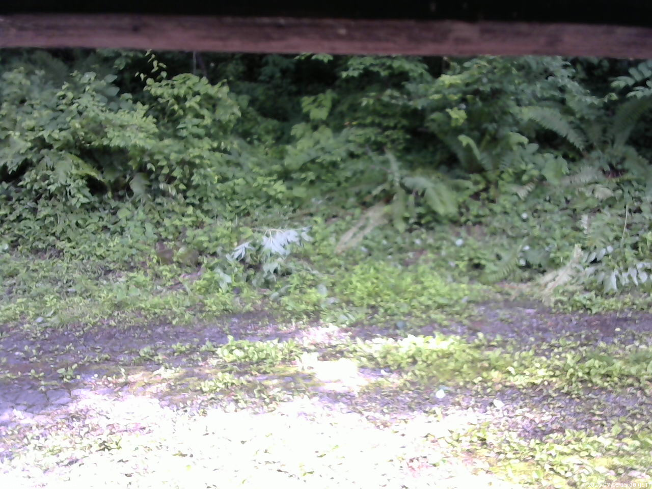 長野県菅平高原 ゆたか山荘 東側(坂下) 2026/07/03 15:00