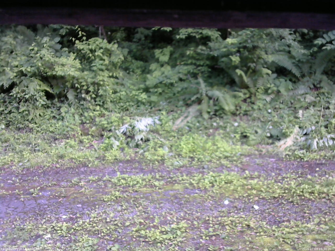 長野県菅平高原 ゆたか山荘 東側(坂下) 2026/07/03 15:30