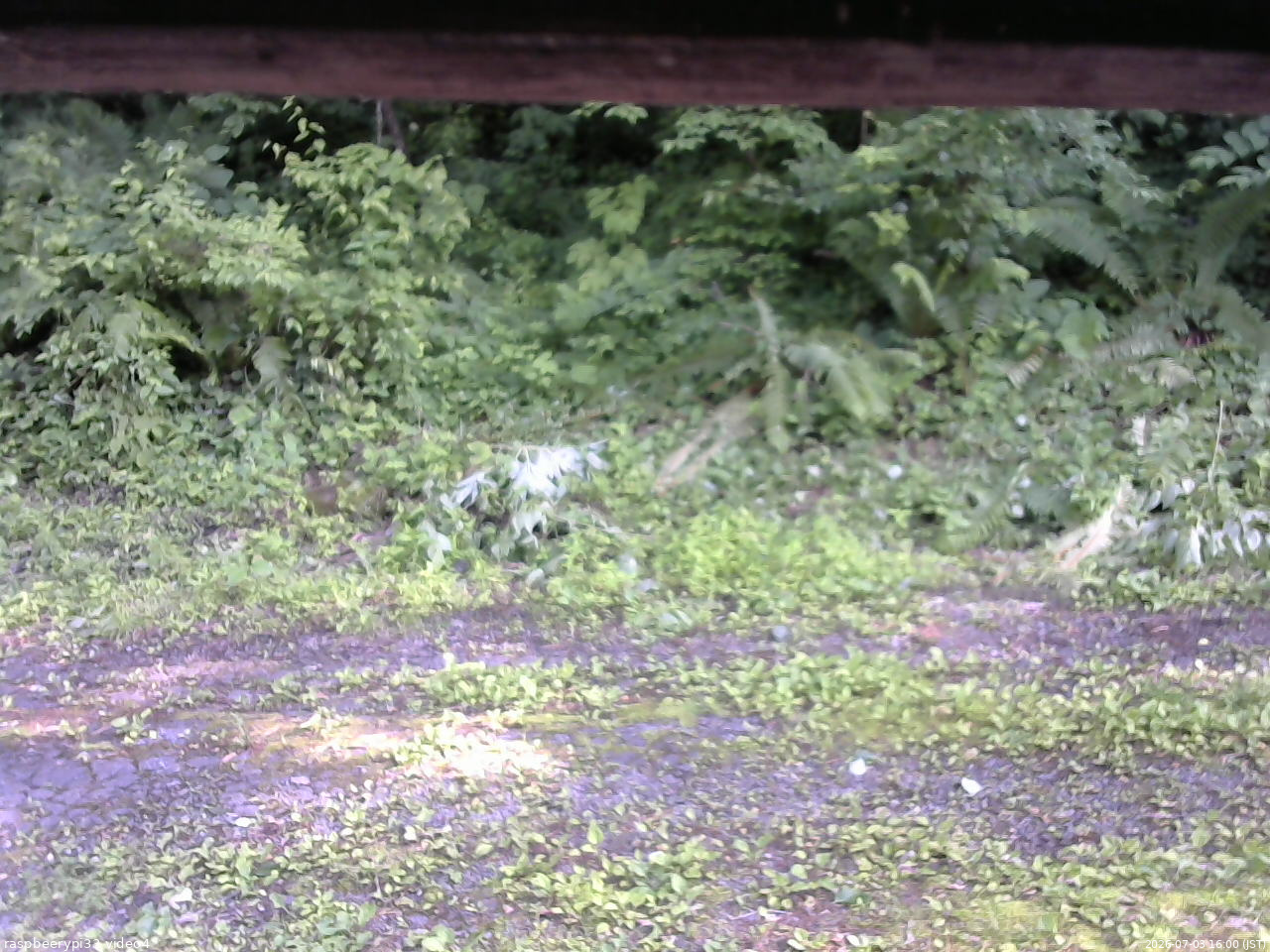 長野県菅平高原 ゆたか山荘 東側(坂下) 2026/07/03 16:00
