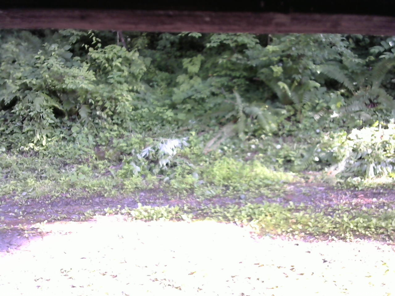 長野県菅平高原 ゆたか山荘 東側(坂下) 2026/07/03 16:30