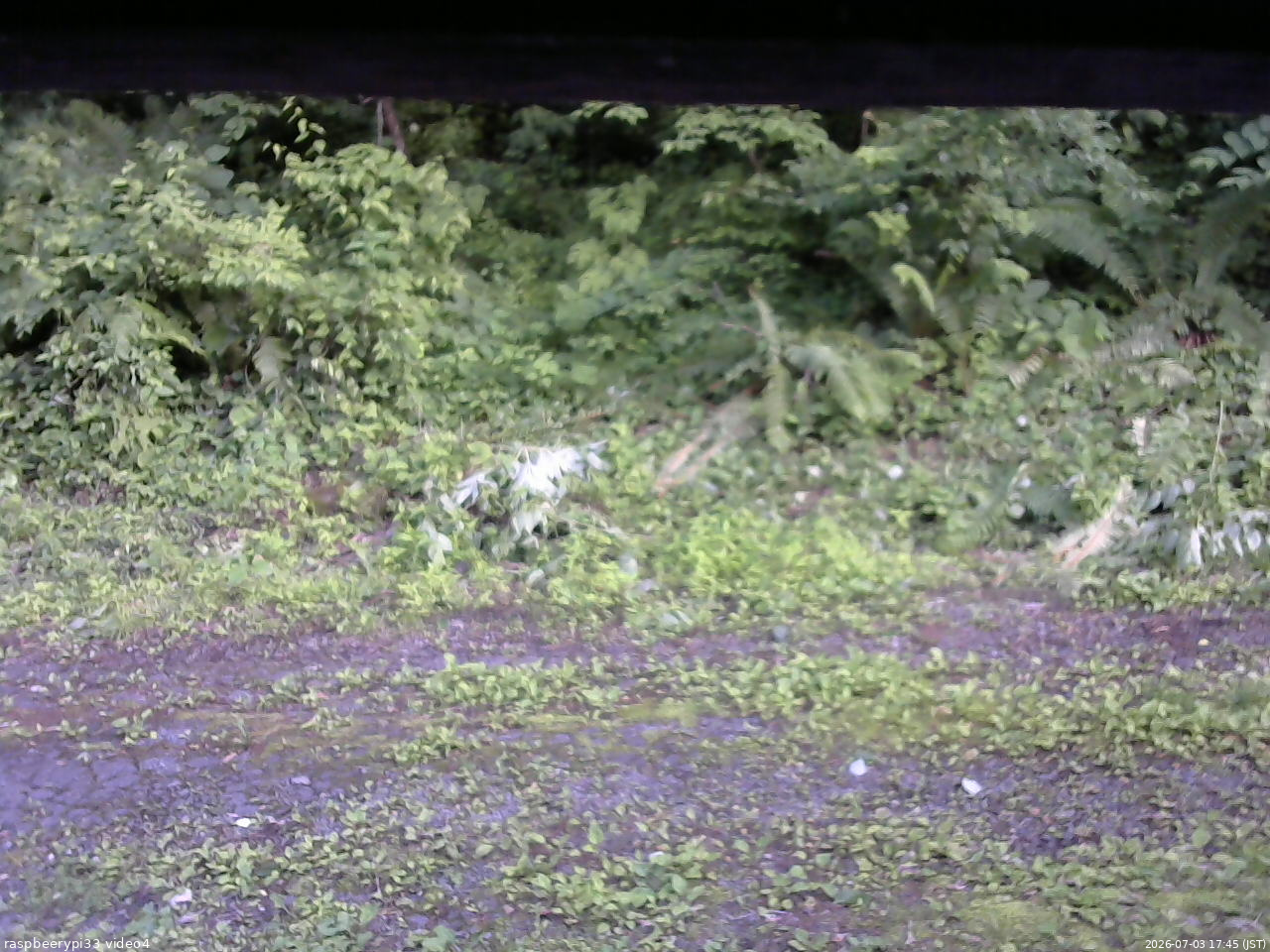 長野県菅平高原 ゆたか山荘 東側(坂下) 2026/07/03 17:45