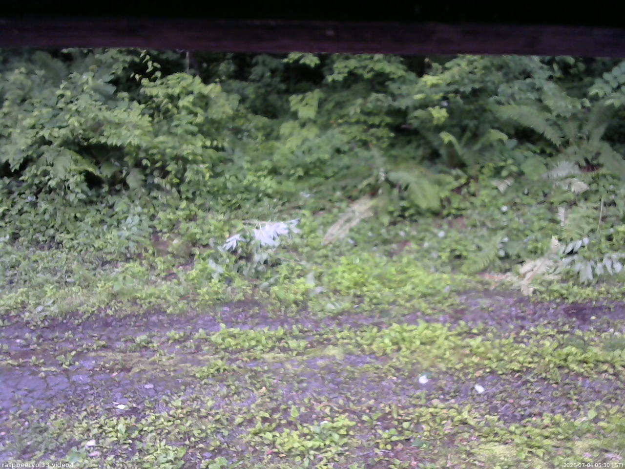 長野県菅平高原 ゆたか山荘 東側(坂下) 2026/07/04 05:30