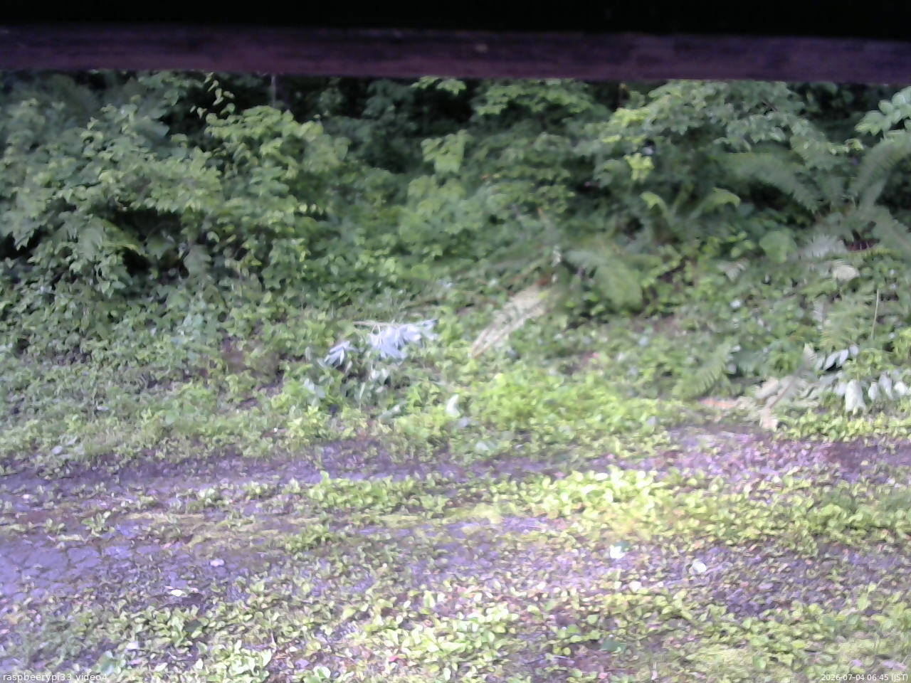 長野県菅平高原 ゆたか山荘 東側(坂下) 2026/07/04 06:45