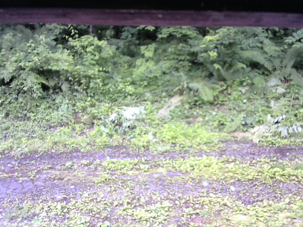 長野県菅平高原 ゆたか山荘 東側(坂下) 2026/07/04 07:15