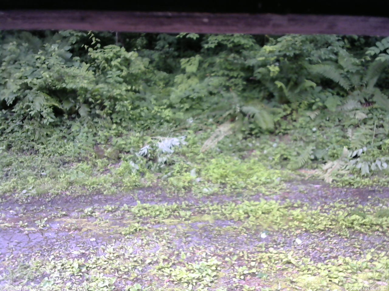 長野県菅平高原 ゆたか山荘 東側(坂下) 2026/07/04 08:45