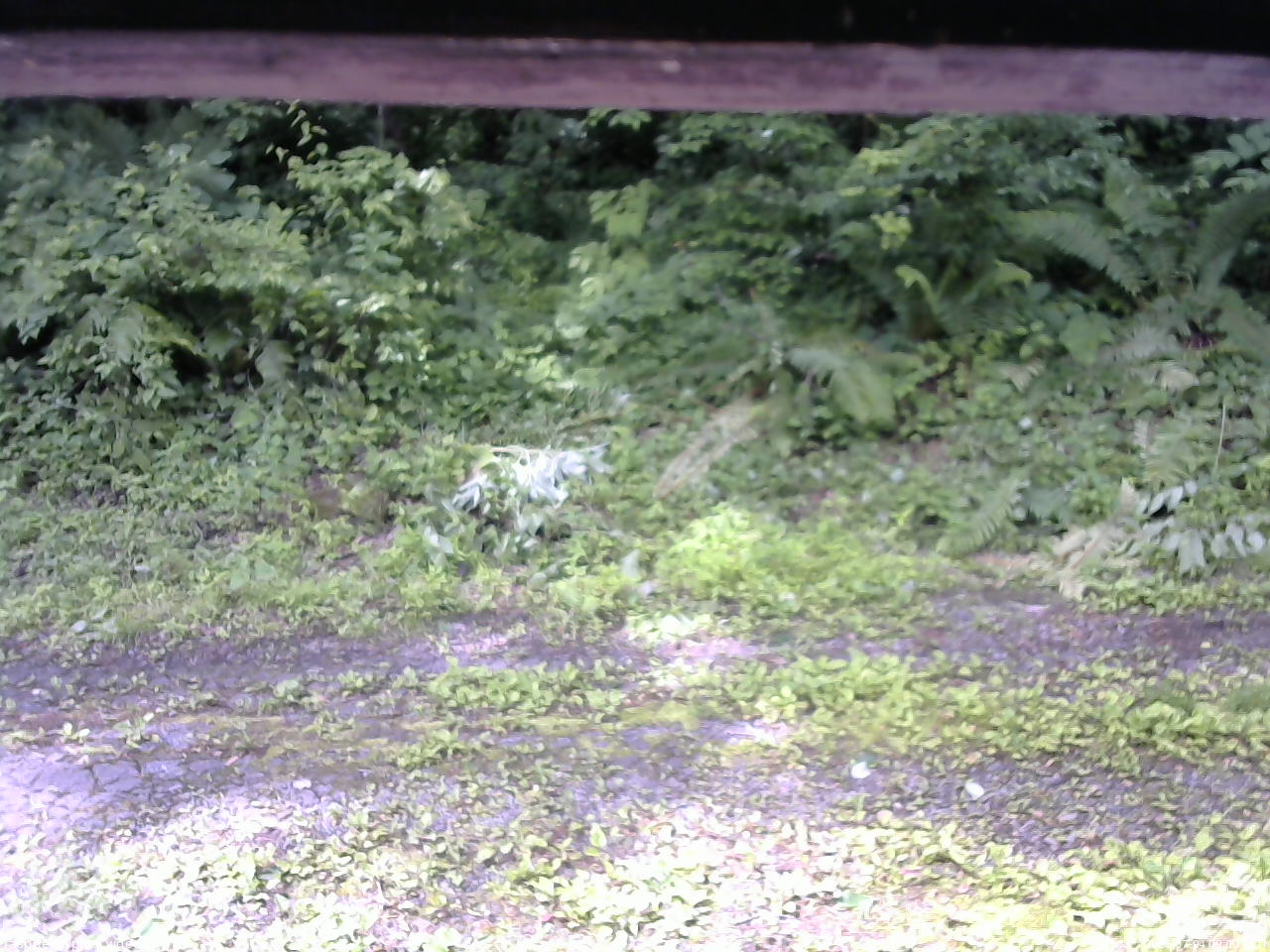 長野県菅平高原 ゆたか山荘 東側(坂下) 2026/07/04 09:00