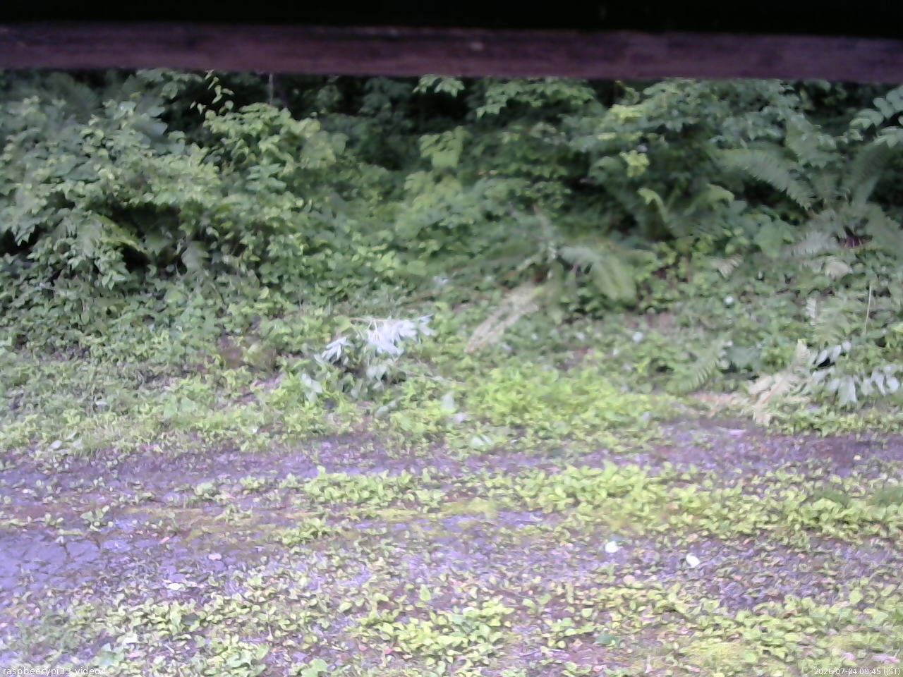 長野県菅平高原 ゆたか山荘 東側(坂下) 2026/07/04 09:45