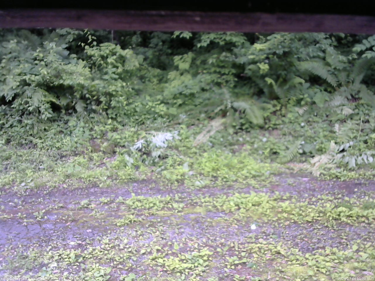 長野県菅平高原 ゆたか山荘 東側(坂下) 2026/07/04 11:00