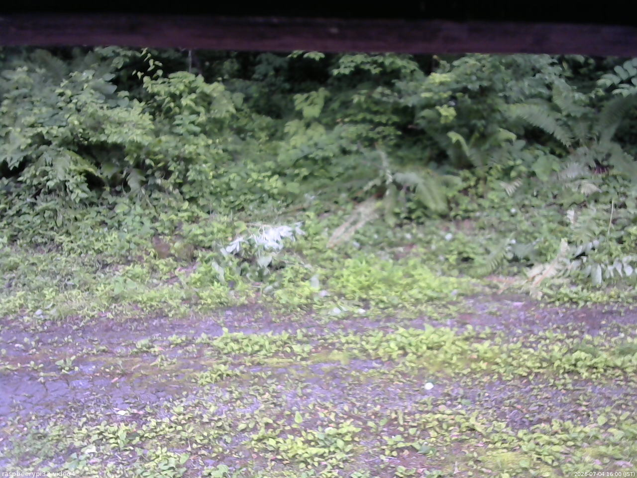 長野県菅平高原 ゆたか山荘 東側(坂下) 2026/07/04 16:00