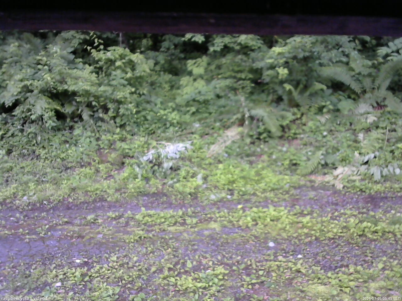 長野県菅平高原 ゆたか山荘 東側(坂下) 2026/07/05 05:45