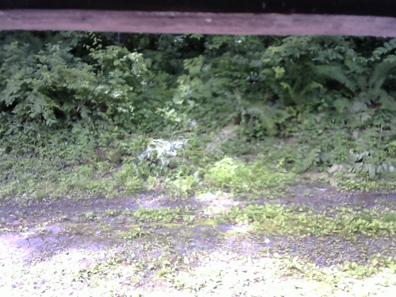 長野県菅平高原 ゆたか山荘 東側(坂下) 2026/07/05 09:00