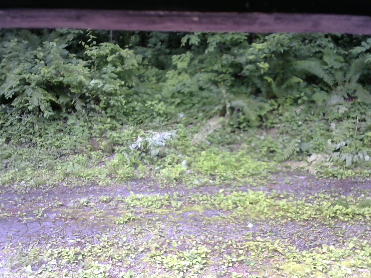 長野県菅平高原 ゆたか山荘 東側(坂下) 2026/07/05 09:15