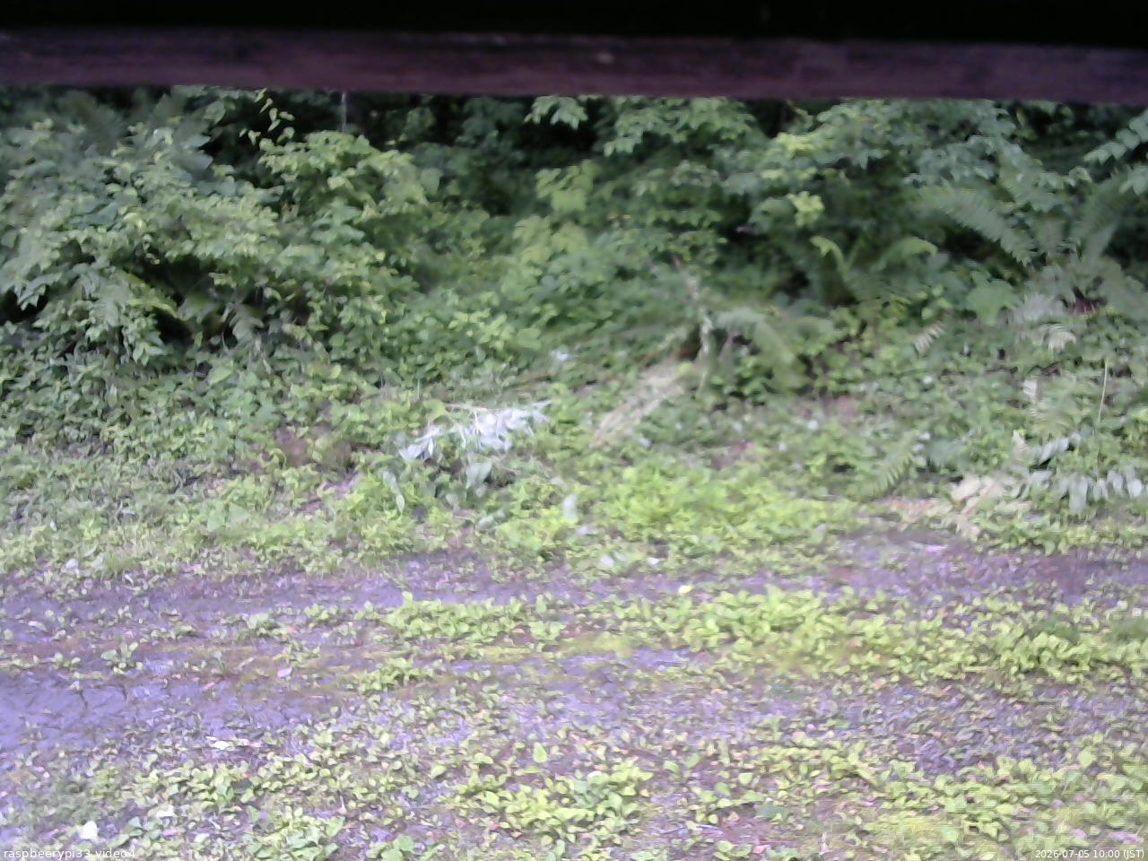 長野県菅平高原 ゆたか山荘 東側(坂下) 2026/07/05 10:00
