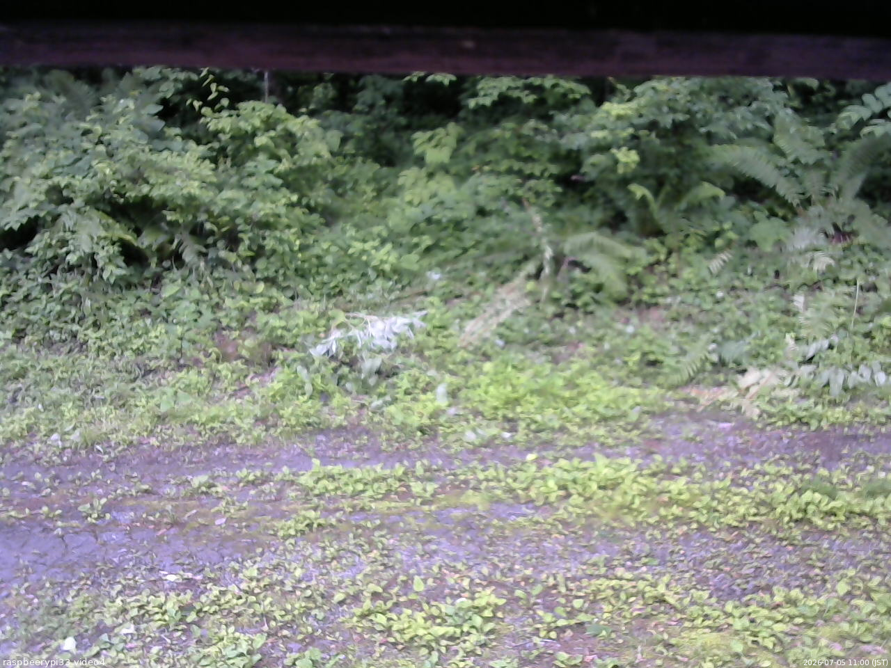 長野県菅平高原 ゆたか山荘 東側(坂下) 2026/07/05 11:00