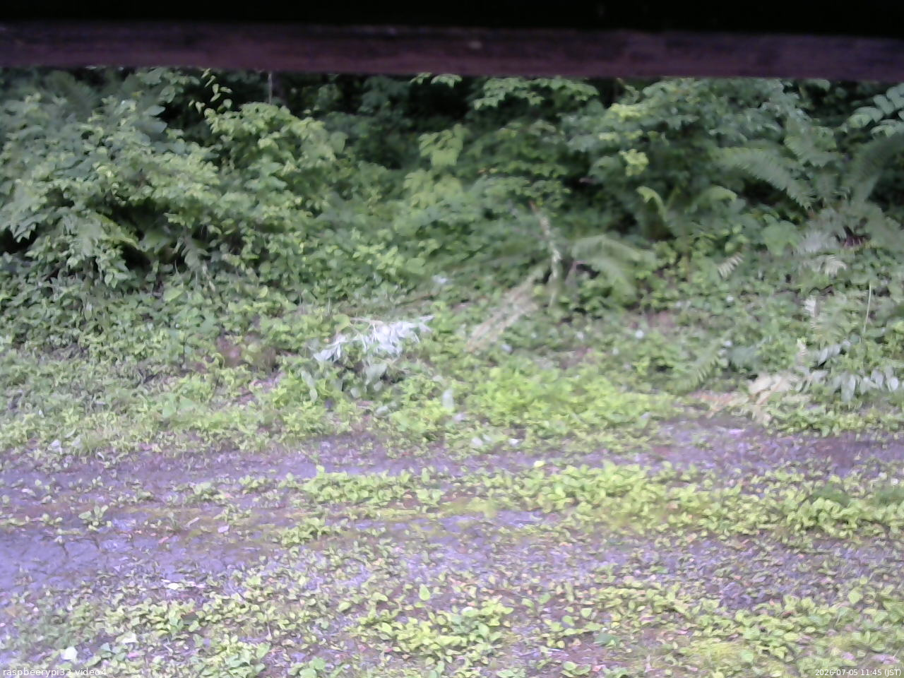 長野県菅平高原 ゆたか山荘 東側(坂下) 2026/07/05 11:45
