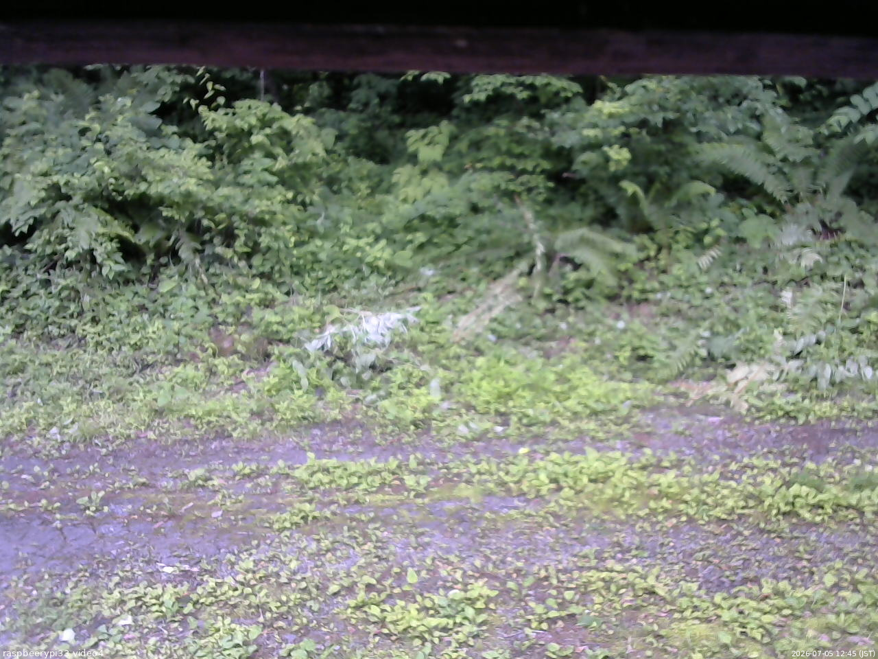 長野県菅平高原 ゆたか山荘 東側(坂下) 2026/07/05 12:45
