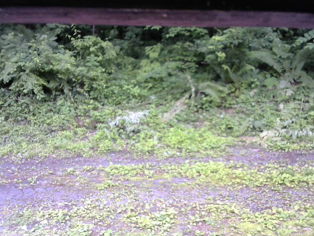 長野県菅平高原 ゆたか山荘 東側(坂下) 2026/07/05 14:45