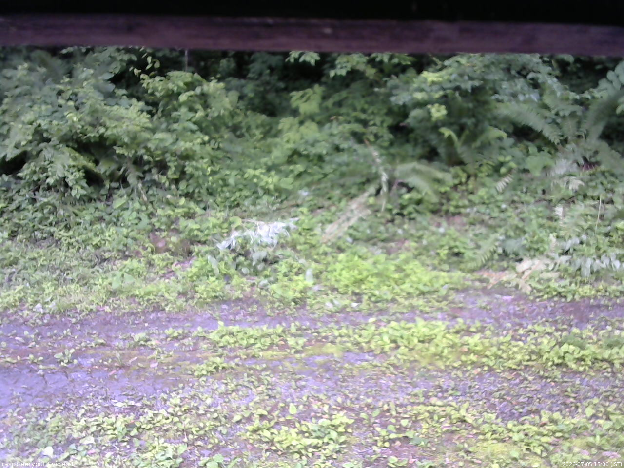 長野県菅平高原 ゆたか山荘 東側(坂下) 2026/07/05 15:00