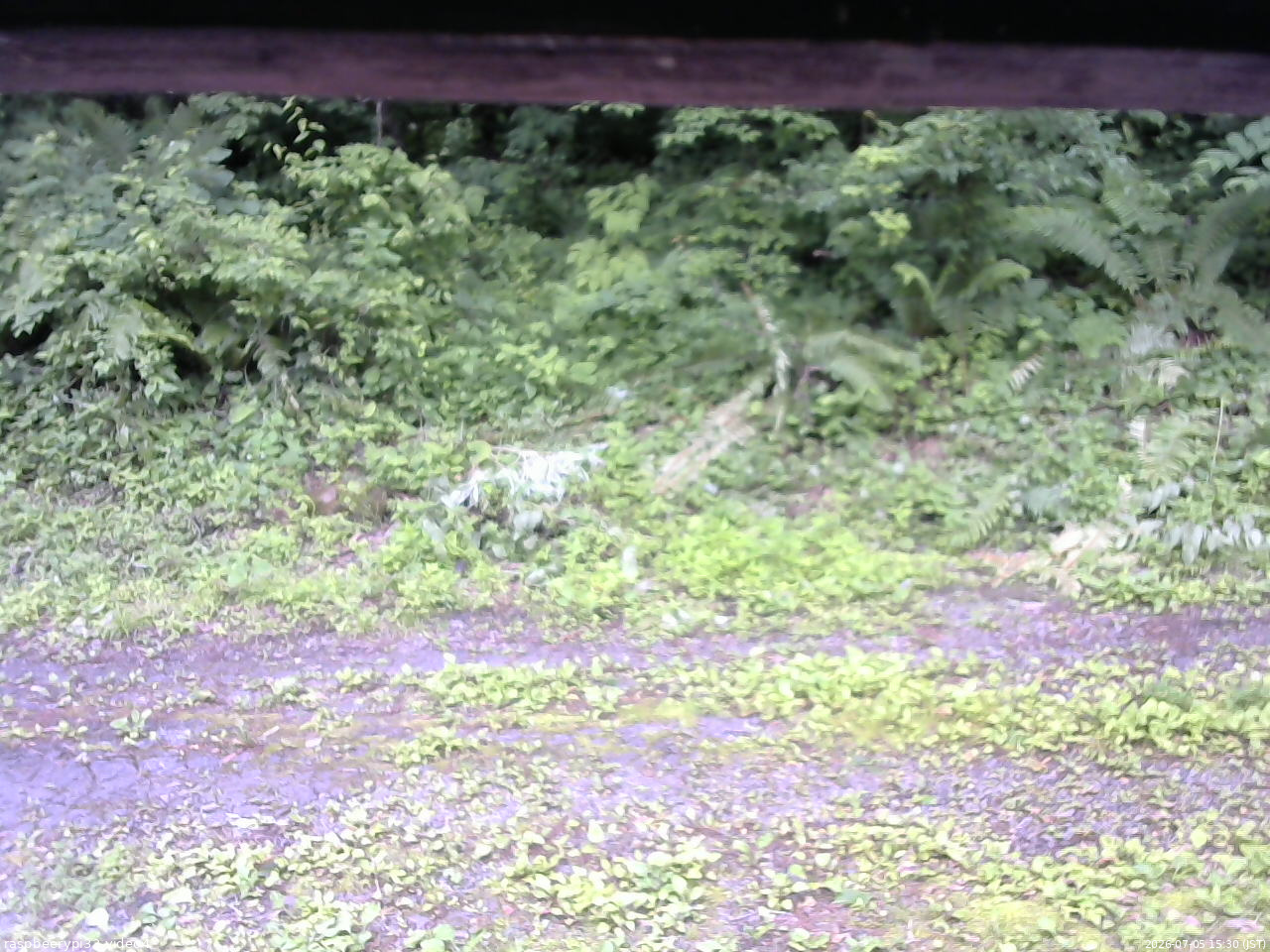 長野県菅平高原 ゆたか山荘 東側(坂下) 2026/07/05 15:30