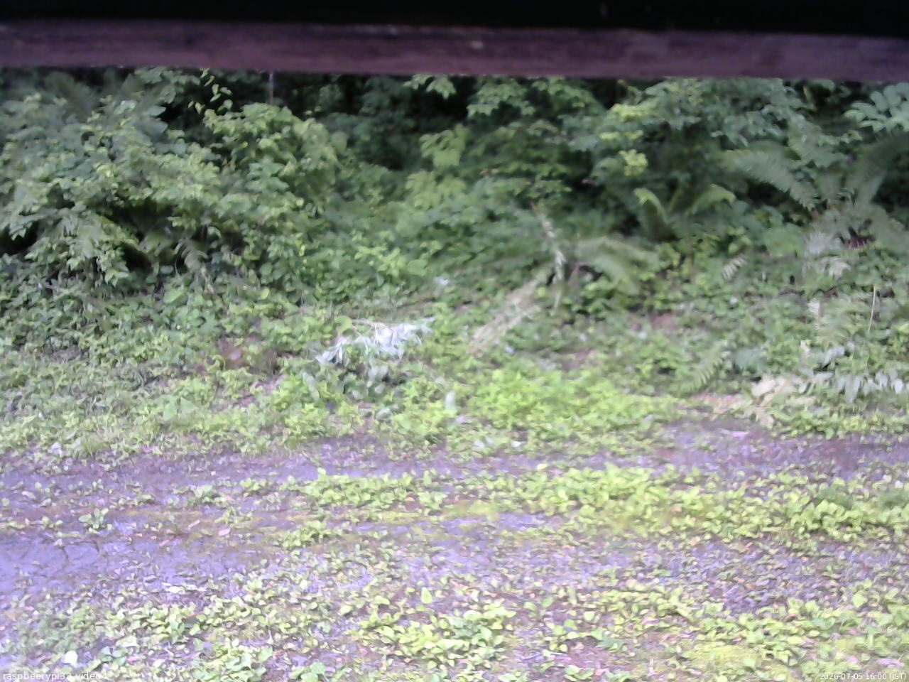 長野県菅平高原 ゆたか山荘 東側(坂下) 2026/07/05 16:00