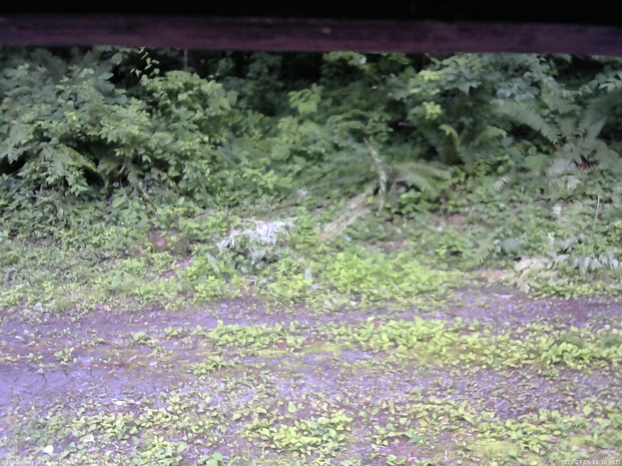 長野県菅平高原 ゆたか山荘 東側(坂下) 2026/07/05 16:30