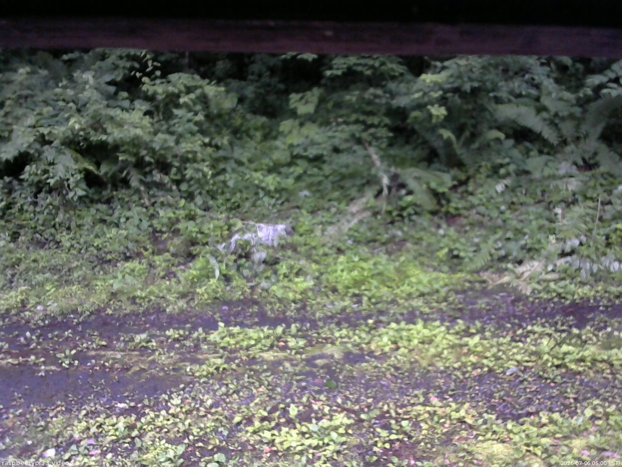 長野県菅平高原 ゆたか山荘 東側(坂下) 2026/07/06 05:00