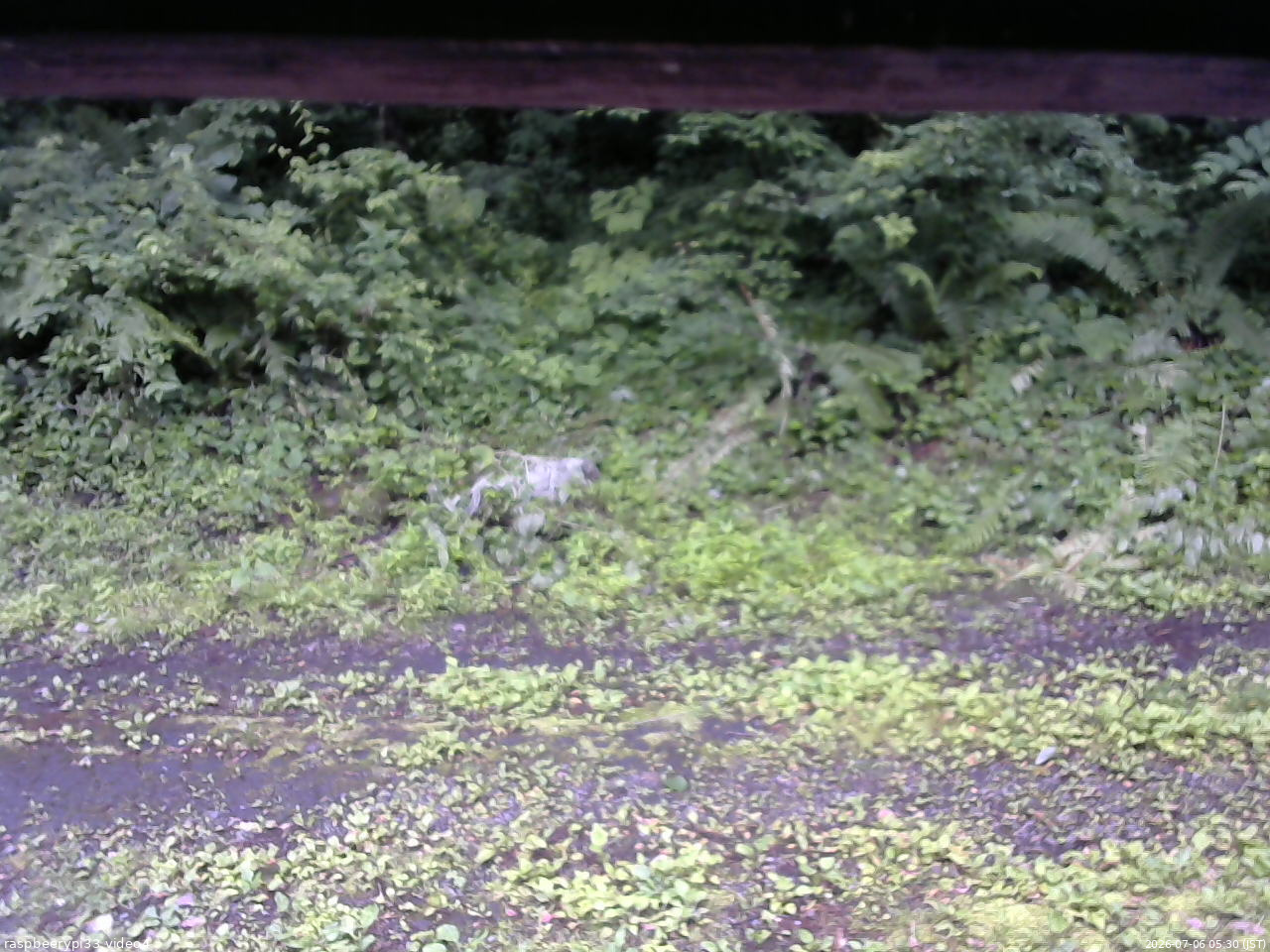 長野県菅平高原 ゆたか山荘 東側(坂下) 2026/07/06 05:30
