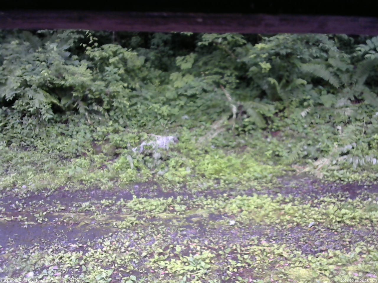 長野県菅平高原 ゆたか山荘 東側(坂下) 2026/07/06 06:15