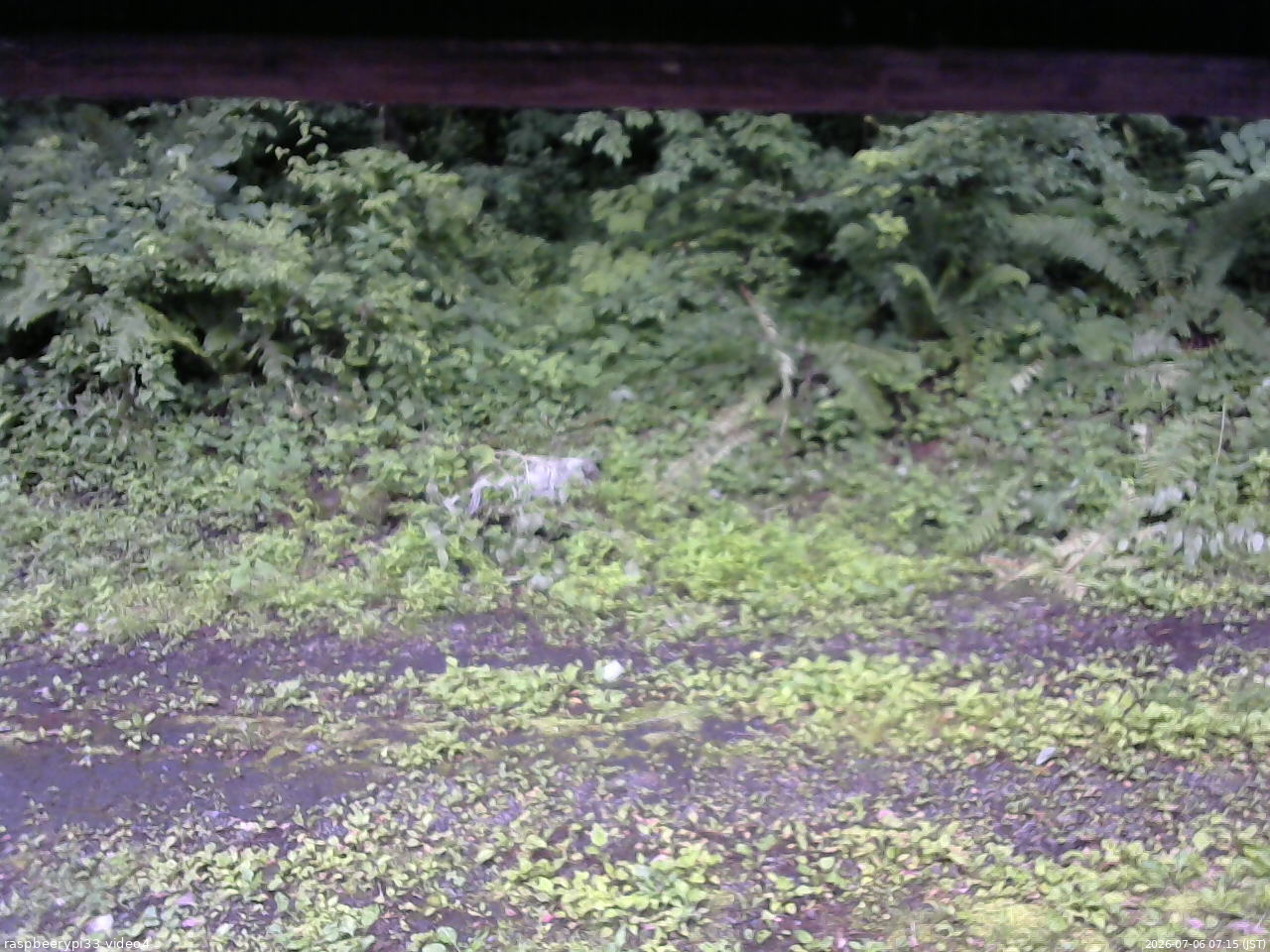 長野県菅平高原 ゆたか山荘 東側(坂下) 2026/07/06 07:15