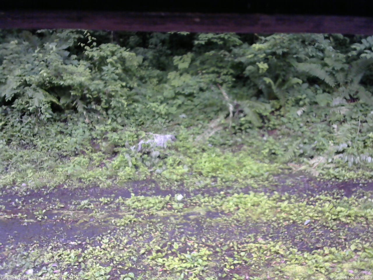 長野県菅平高原 ゆたか山荘 東側(坂下) 2026/07/06 07:30