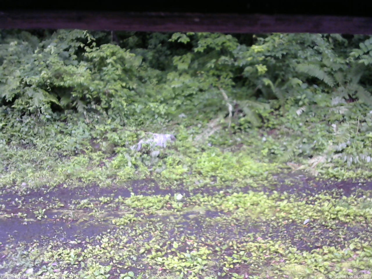 長野県菅平高原 ゆたか山荘 東側(坂下) 2026/07/06 08:15