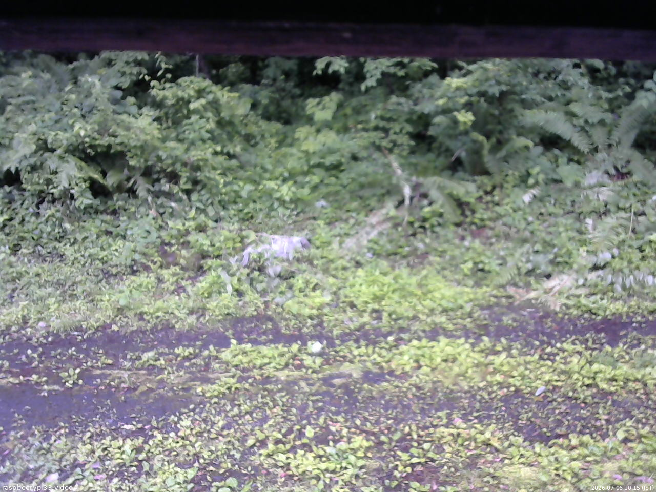 長野県菅平高原 ゆたか山荘 東側(坂下) 2026/07/06 10:15