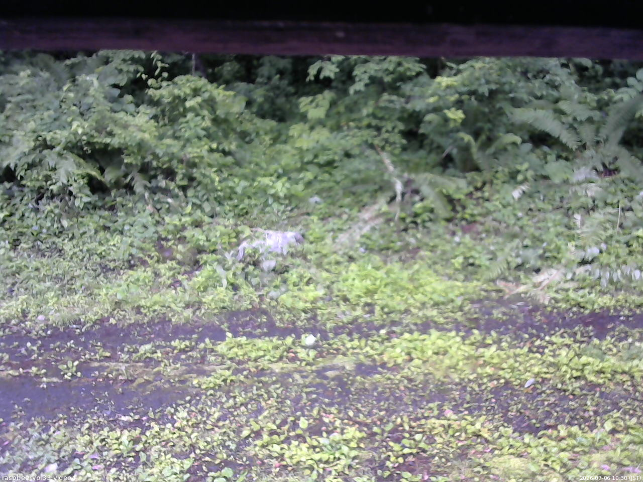 長野県菅平高原 ゆたか山荘 東側(坂下) 2026/07/06 10:30