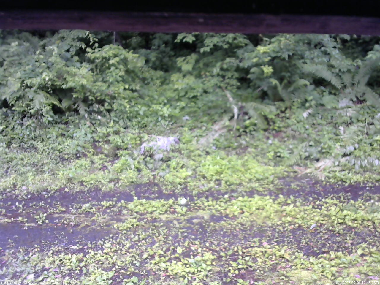 長野県菅平高原 ゆたか山荘 東側(坂下) 2026/07/06 10:45