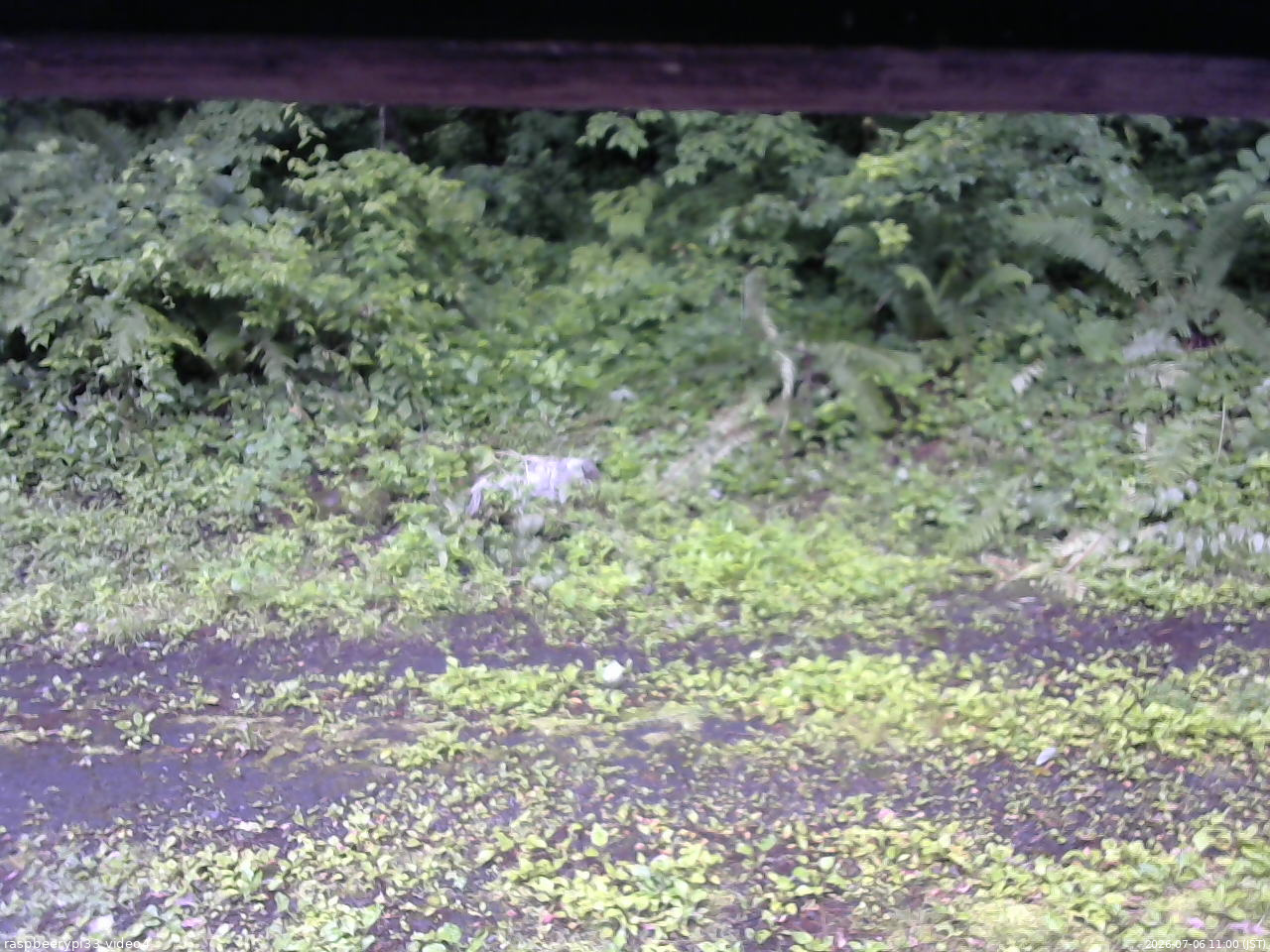 長野県菅平高原 ゆたか山荘 東側(坂下) 2026/07/06 11:00