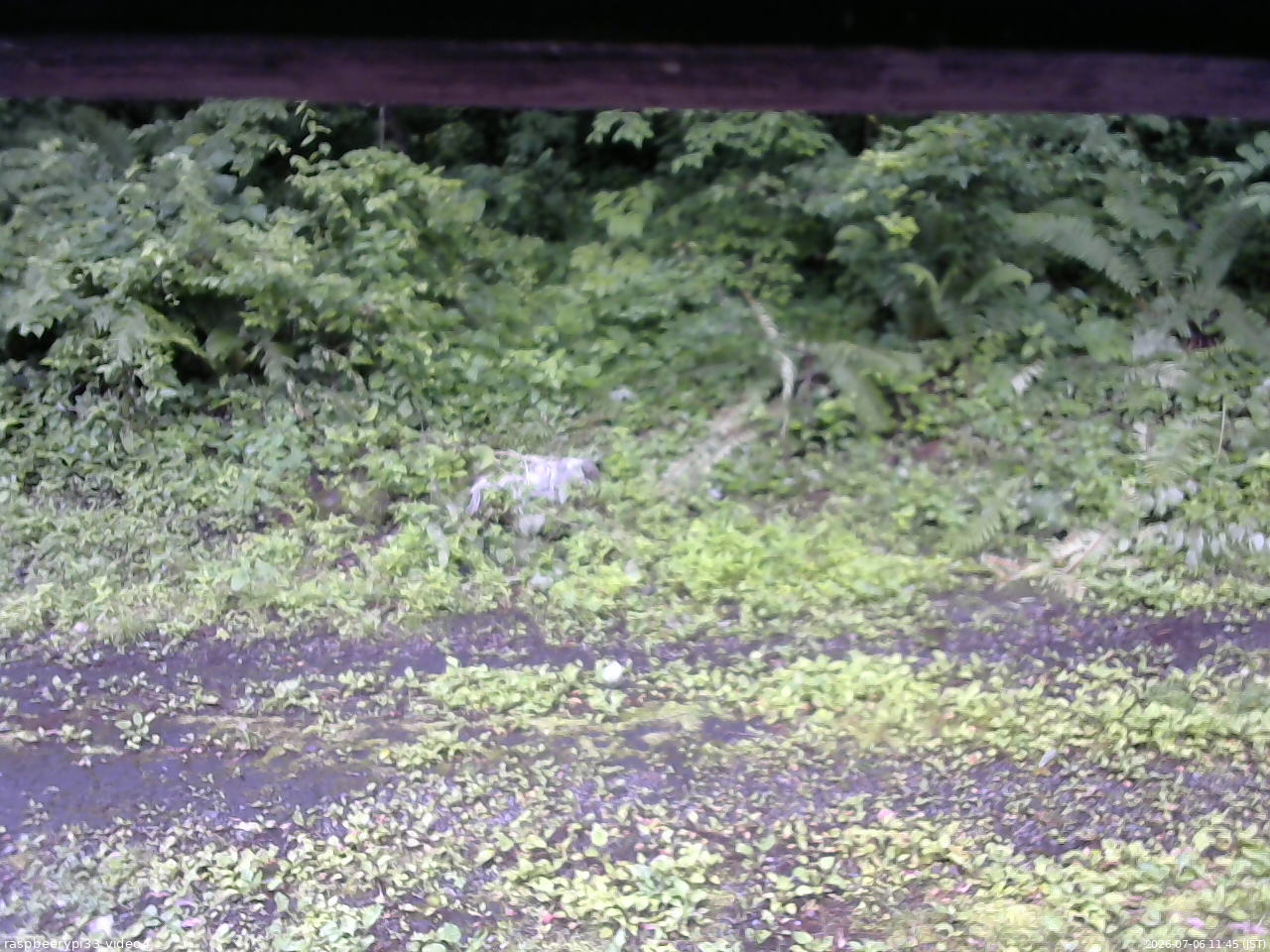 長野県菅平高原 ゆたか山荘 東側(坂下) 2026/07/06 11:45
