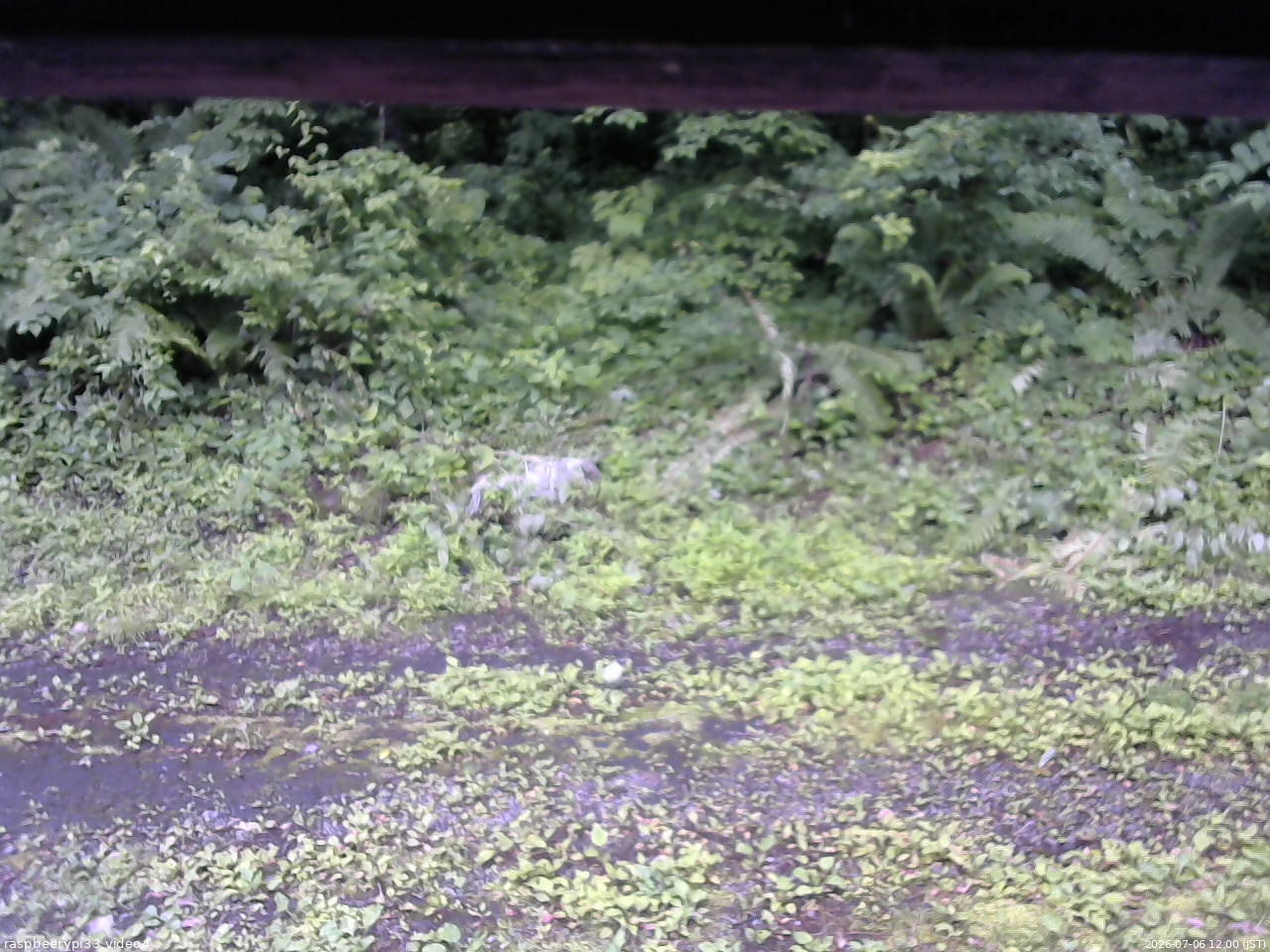 長野県菅平高原 ゆたか山荘 東側(坂下) 2026/07/06 12:00