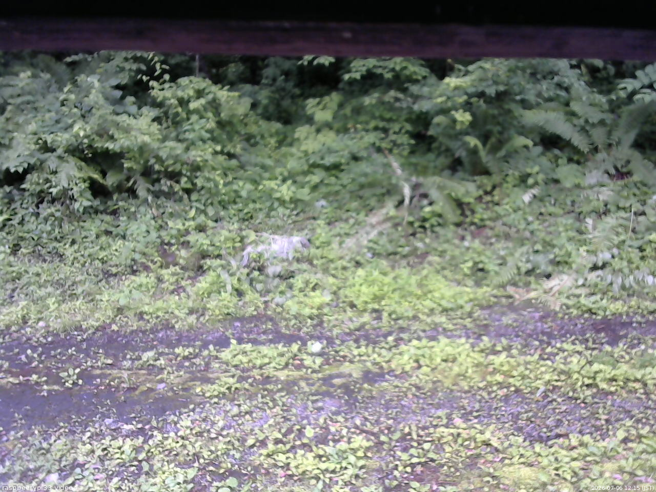 長野県菅平高原 ゆたか山荘 東側(坂下) 2026/07/06 12:15