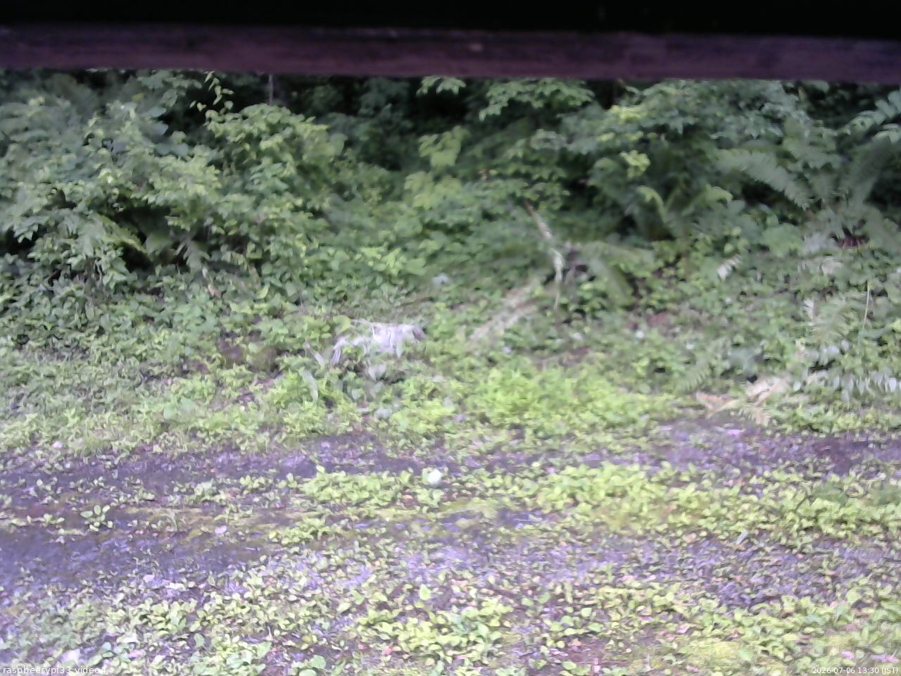 長野県菅平高原 ゆたか山荘 東側(坂下) 2026/07/06 13:30