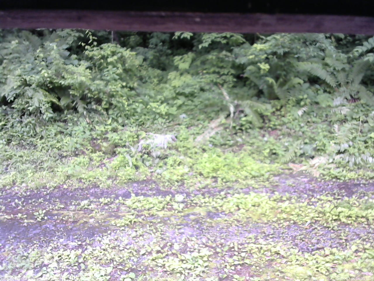 長野県菅平高原 ゆたか山荘 東側(坂下) 2026/07/06 14:00