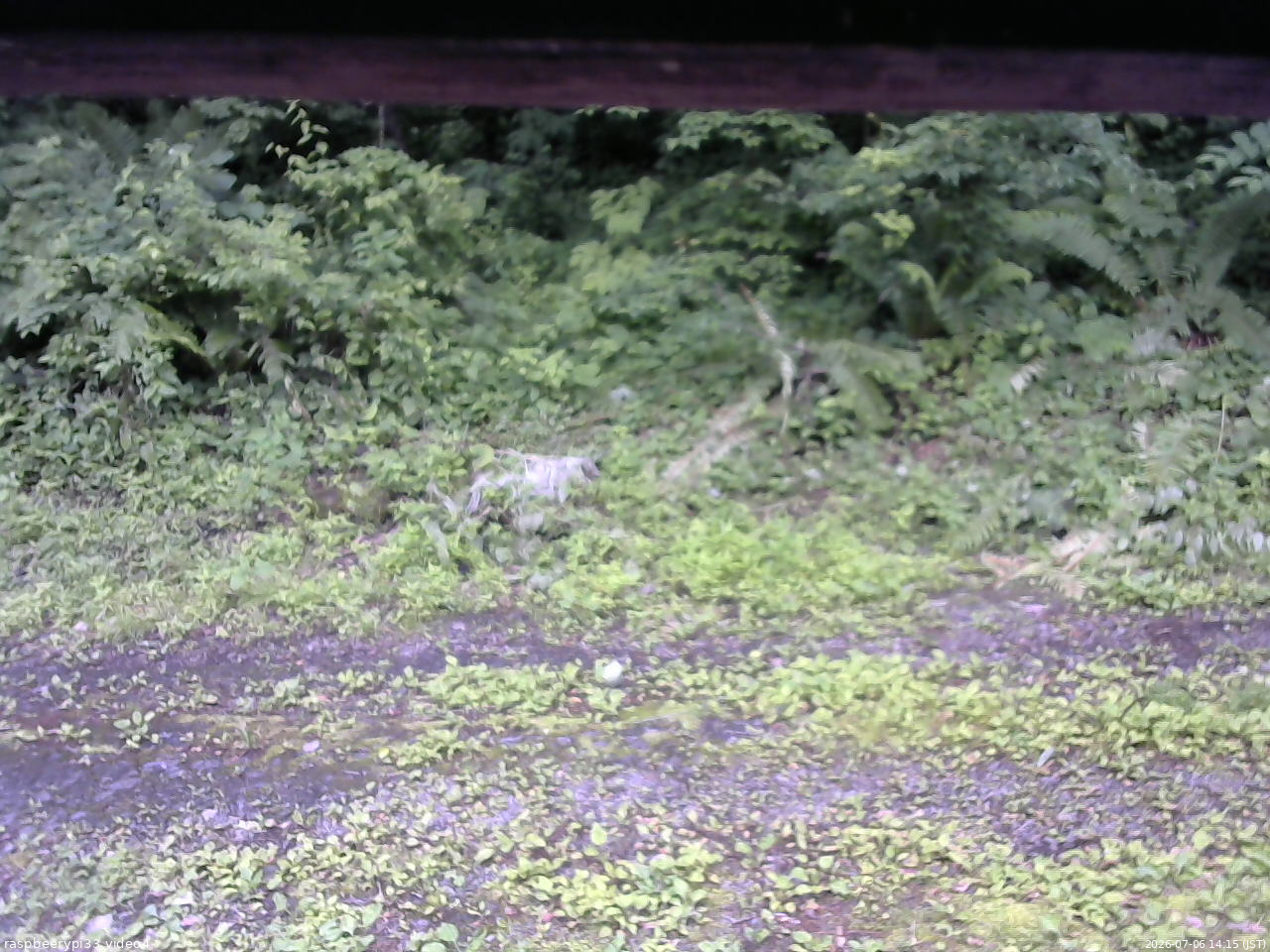 長野県菅平高原 ゆたか山荘 東側(坂下) 2026/07/06 14:15