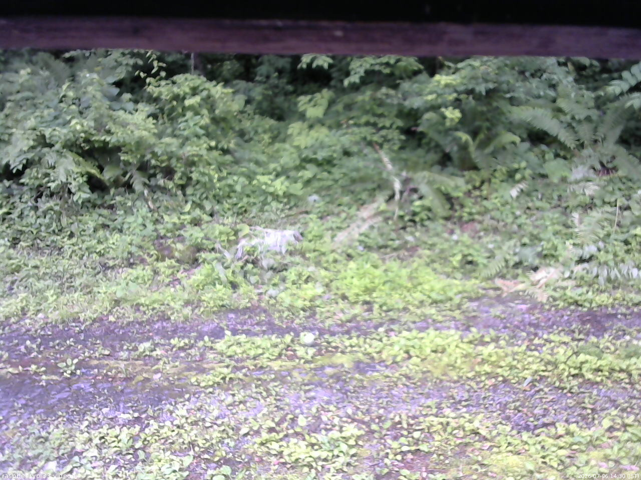 長野県菅平高原 ゆたか山荘 東側(坂下) 2026/07/06 14:30